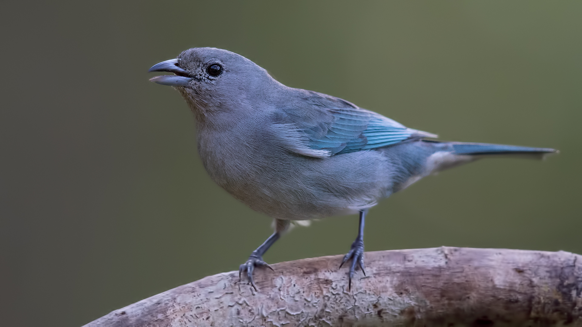Azure-shouldered Tanager